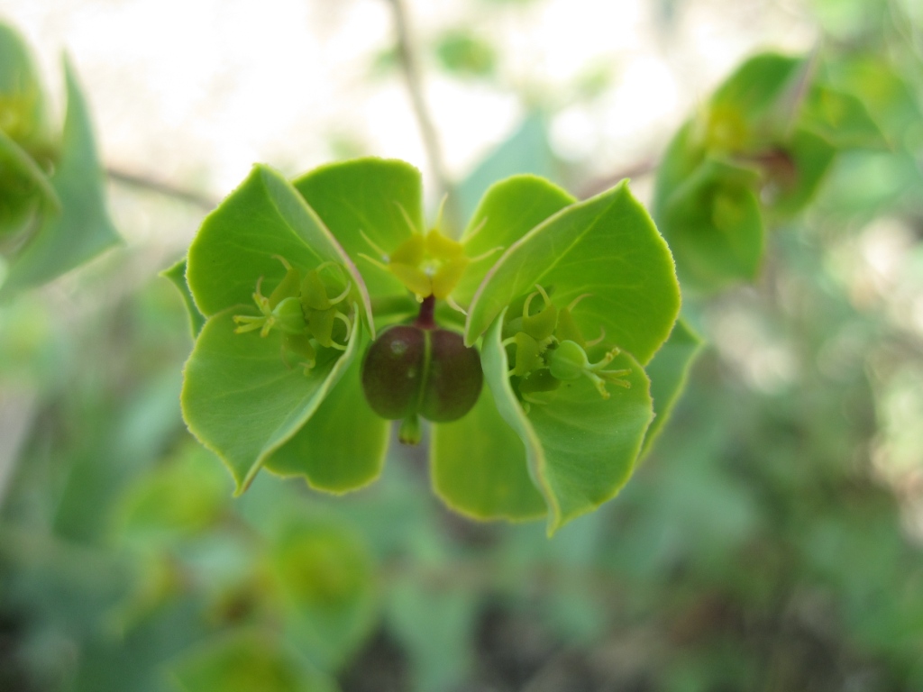 Euphorbia terracina